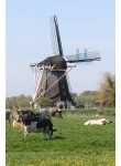 Abcoude - Oostzijdse Molen 01