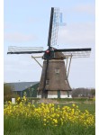 Hank - Zuidhollandse Molen 02
