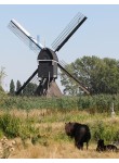 Hoornaar - Oudendijkse Molen 02