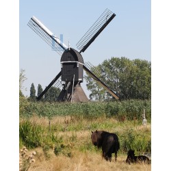 Hoornaar - Oudendijkse Molen 02